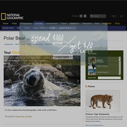 Polar Bears, Polar Bear Pictures, Polar Bear Facts - National Geographic