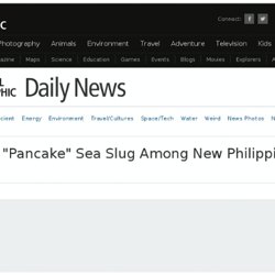 "Pancake" Sea Slug Among New Philippines Species