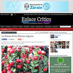 La Planta de las Piernas Ligeras – Enlace Critico – Portal de actualidad de Zarate y Campana