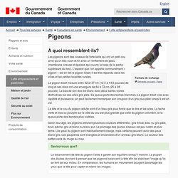 Pigeons - Lutte antiparasitaire et pesticides - Site Web Canadiens en santé