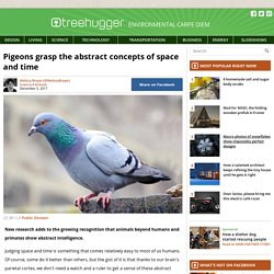 pigeons-grasp-the-abstract-concepts-of-space-and-time