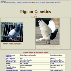 Pigeons and pigeon genetics