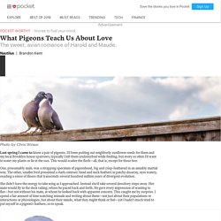 What Pigeons Teach Us About Love - Nautilus - Pocket