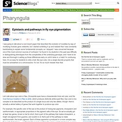 Epistasis and pathways in fly eye pigmentation : Pharyngula