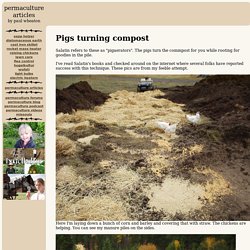pigs turning compost