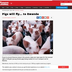 Pigs will fly... to Rwanda