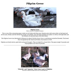 Pilgrim Geese