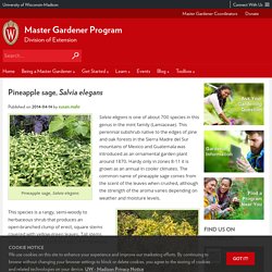Pineapple sage, Salvia elegans – Master Gardener Program