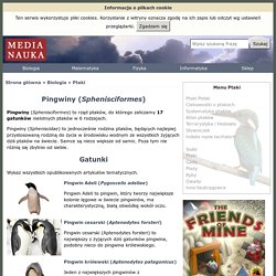 Pingwiny - Medianauka.pl
