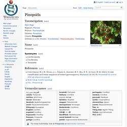 Pinopsida Pearltrees