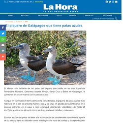 El piquero de Galápagos que tiene patas azules : Zoo