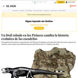 Un fósil robado en los Pirineos cambia la historia evolutiva de los cocodrilos