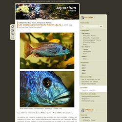 Les cichlidés piscivores du Malawi (1/2) - Eau douce, Afrique lac Malawi - Aquarium Webzine, l'aquariophilie d'eau douce et d'eau de mer