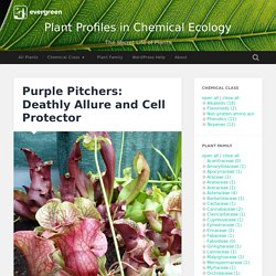 Purple Pitchers: Deathly Allure and Cell Protector