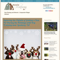 New Pet Pitfalls Explored with Dog Training near Leesburg, VA