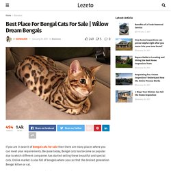 Best Place For Bengal Cats For Sale