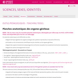 Planches anatomiques des organes génitaux - Sciences, Sexes, Identités