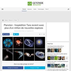 Photos - Plancton : l'expédition Tara revient avec plus d'un million de nouvelles espèces