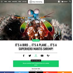 It's a Bird … It's a Plane … It's a Superhero Mantis Shrimp!