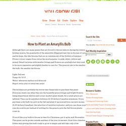 How to Plant an Amaryllis Bulb