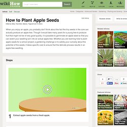 How to Plant Apple Seeds: 7 Steps