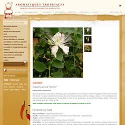 Plant de caprier (capparis spinosa)