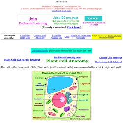 Plant Cell Anatomy