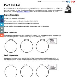 Plant Cell Lab - Onion and Elodea