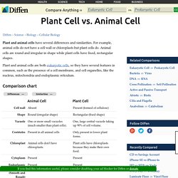 Plant Cell vs Animal Cell