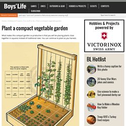 Plant a compact vegetable garden
