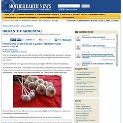 Garlic: Fall Planting