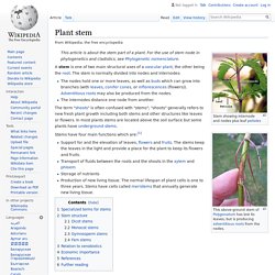 Plant stem - Wikipedia