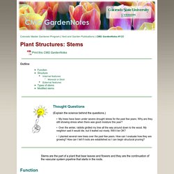Plant Structures: Stems