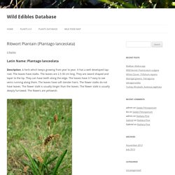 Ribwort Plantain (Plantago lanceolata)