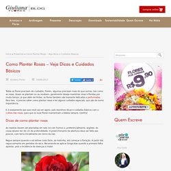 o Plantar Rosas – Veja Dicas e Cuidados Básicos