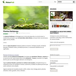 Plantas Herbáceas - Naturalia Online