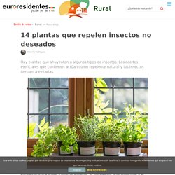 plantas que repelen insectos no deseados - Rural