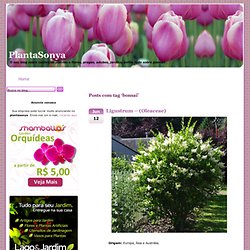 bonsai - PlantaSonya - O seu blog sobre cultivo de plantas e flores