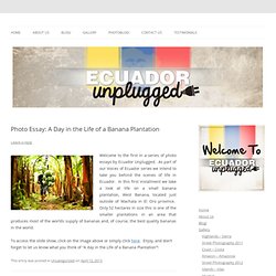 Photo Essay: A Day in the Life of a Banana Plantation - ecuadorunplugged.com