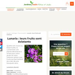 Lunaria : plantation, floraison et conseils d’entretien