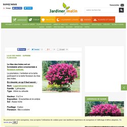 Lilas des indes : plantation, taille et entretien