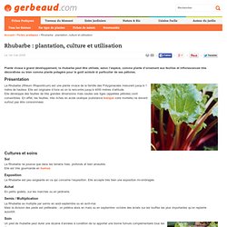La rhubarbe : achat, plantation, culture et utilisation