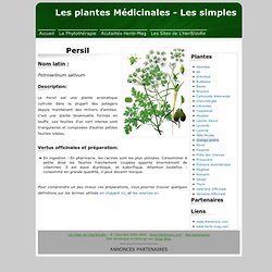 Plante médicinale - persil - fiche technique