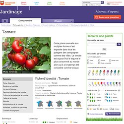 Tomate : planter et cultiver les tomates
