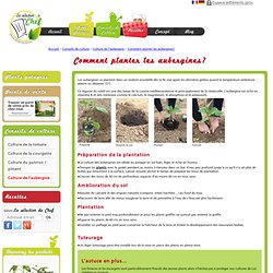 Planter les aubergines