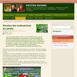 Plantes bio-indicatrices du jardin - [jardin des PETITES RUCHES]