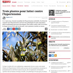 Trois plantes pour lutter contre l'hypertension - Santé