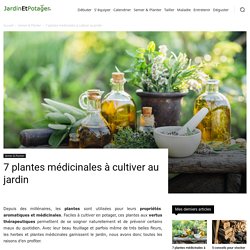 7 plantes médicinales à cultiver au jardin