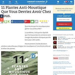 11 Plantes Anti-Moustique Que Vous Devriez Avoir Chez Vous.