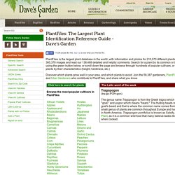The Largest Plant Identification Reference Guide - Dave's Garden